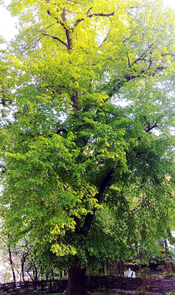 Lindenblätter eingelegt Meyers Keller Jockl Kaiser Koch
