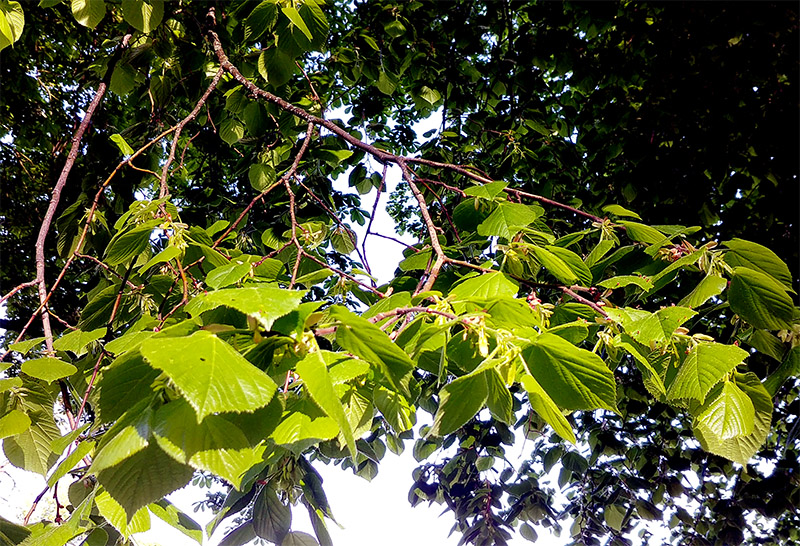 Lindenblätter eingelegt Meyers Keller Jockl Kaiser Koch