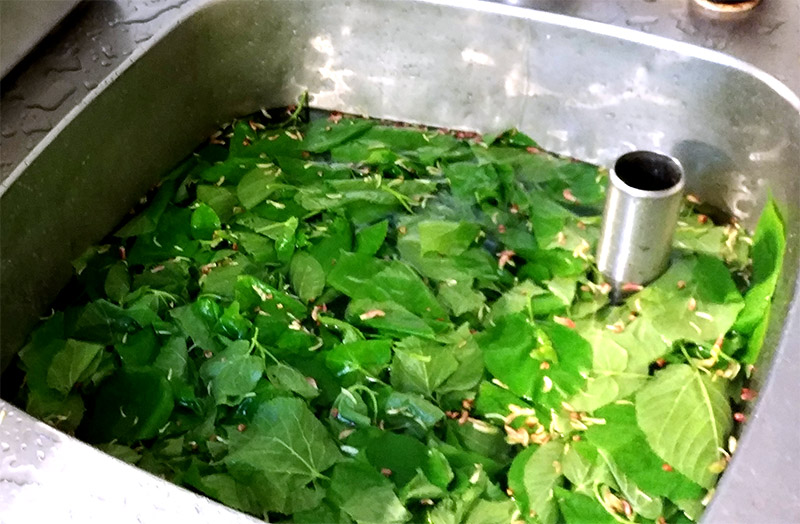 Lindenblätter eingelegt Meyers Keller Jockl Kaiser Koch