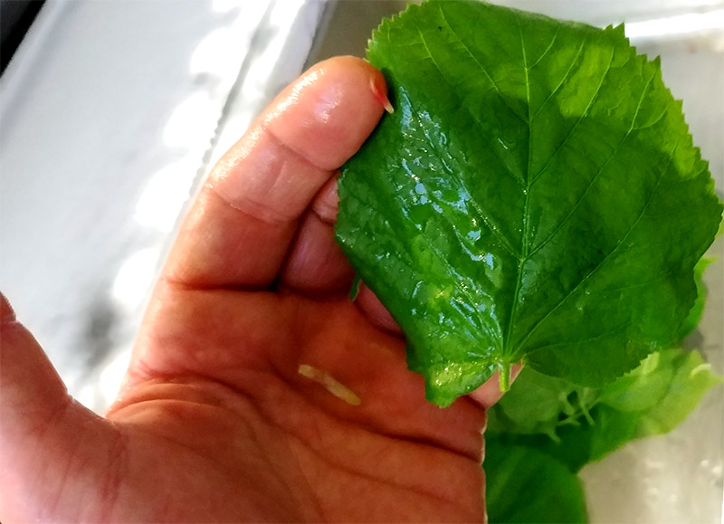 Lindenblätter eingelegt Meyers Keller Jockl Kaiser Koch