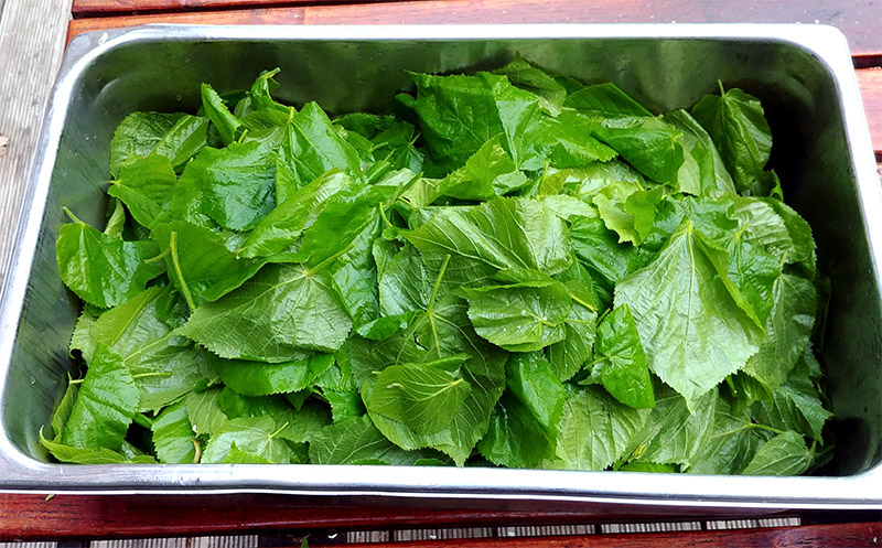 Lindenblätter eingelegt Meyers Keller Jockl Kaiser Koch