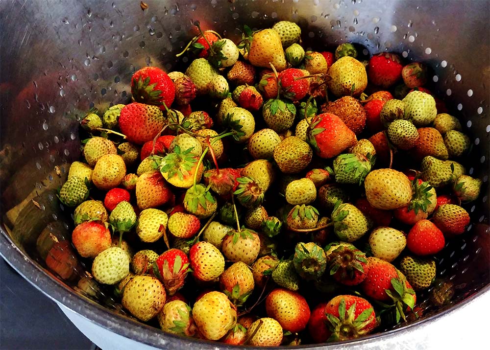 gruene Erdbeeren zum Kochen im Restaurant Meyers Keller